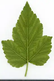 36737