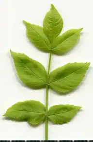 36755