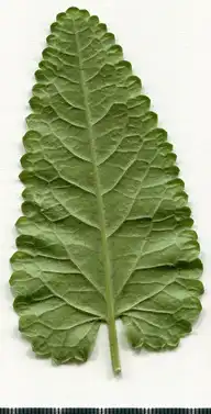 36792