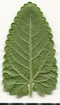 36796
