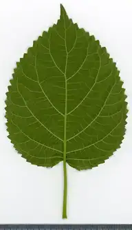 36802
