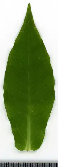 36847