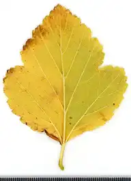 36850