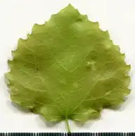 36870