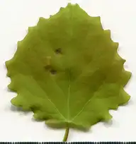36871