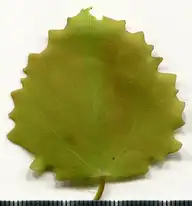 36873
