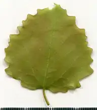 36874
