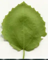 36876