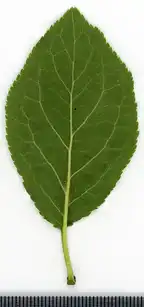 36900