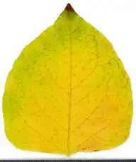 36933