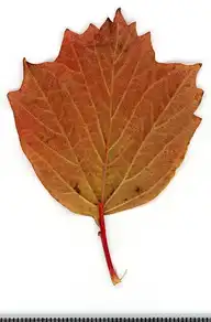 37035