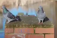 37433