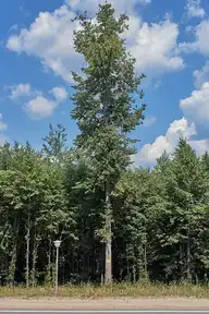 37991