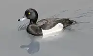 3883