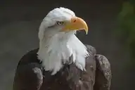 3967