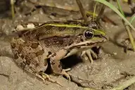 4232
