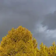42356