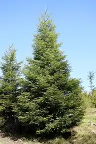43080