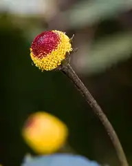 43742