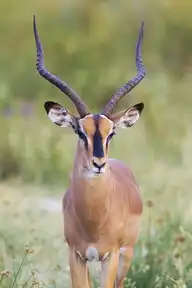 4427