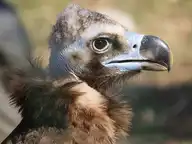 44293