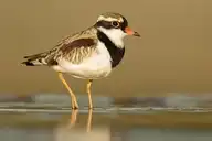 4429