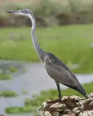 4433
