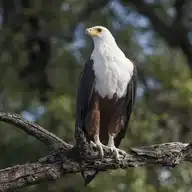 45020