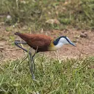 45036