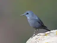 4506