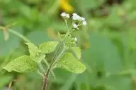 45266