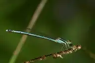 45513