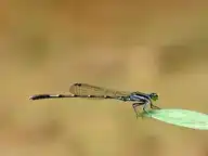 45519