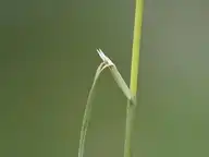 45529