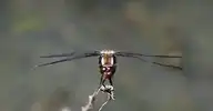 4731