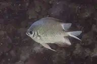 49201