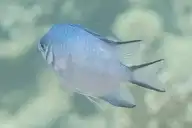 49203