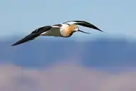 49290