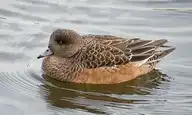 49413