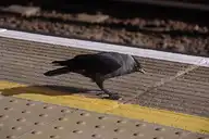 49459