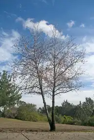 49980