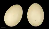 50019