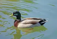 50034