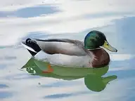 50036