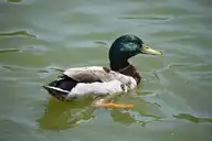 50041