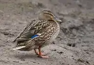 50049