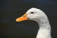50057