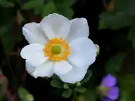 50521
