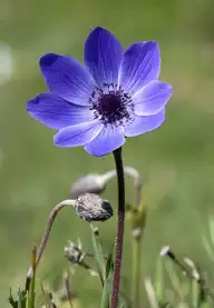 50525