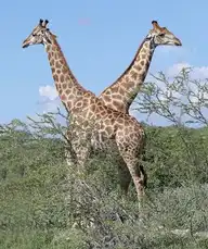 50897